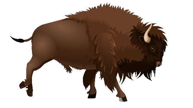 Bison