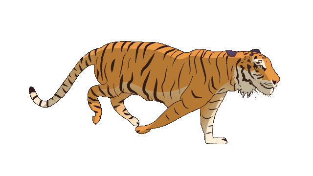 Tiger-running