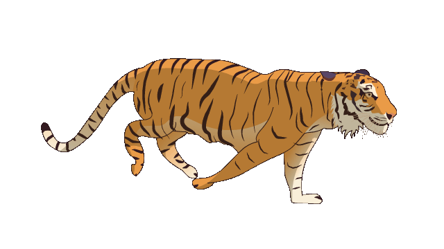 Tiger running