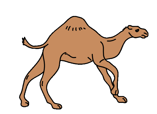 camel-running