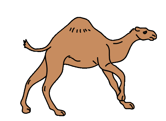 Camel running