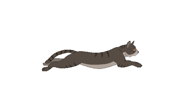 Cat running